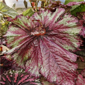 Begonia 'Raspberry Swirl'